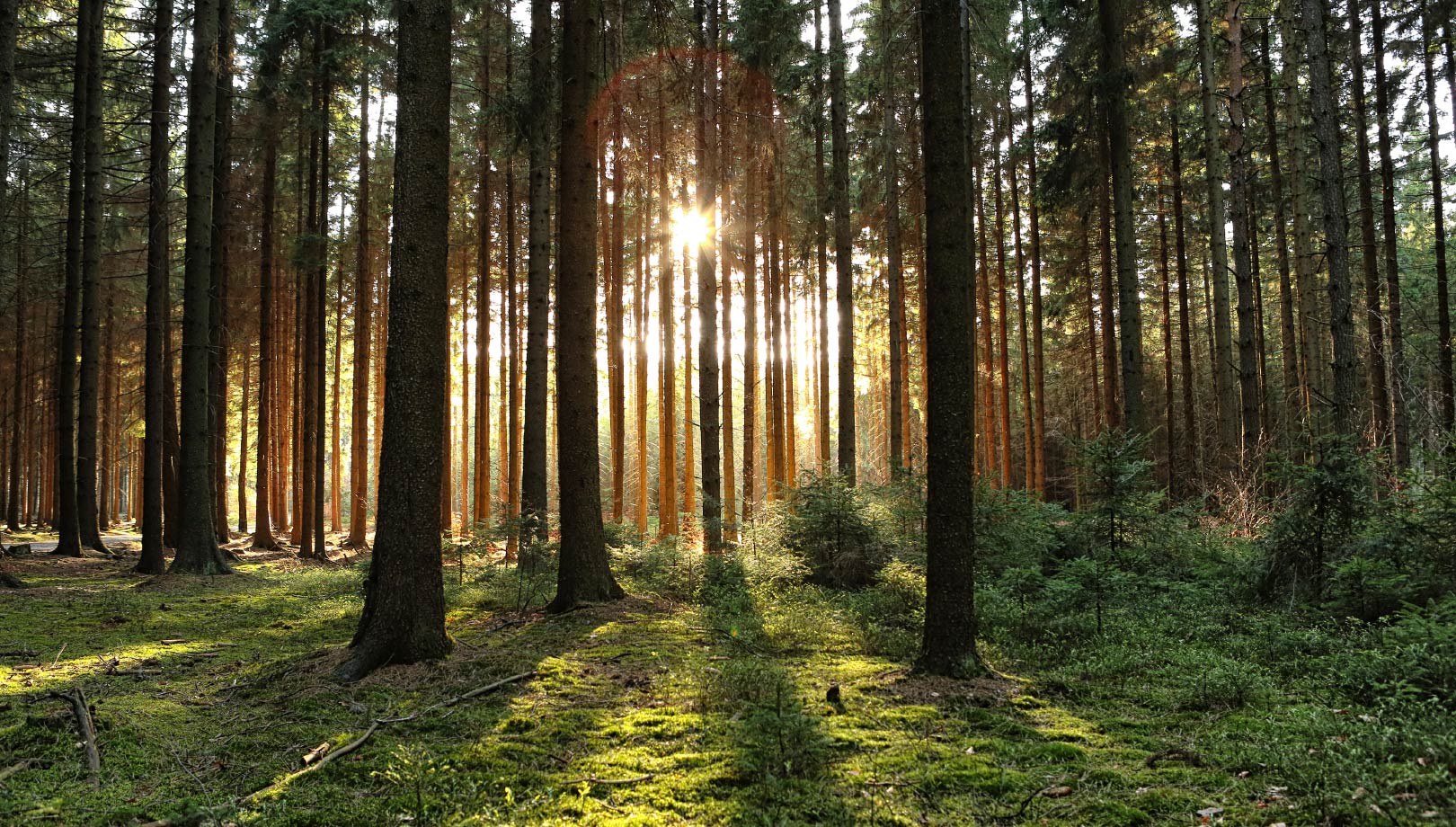 Evergreen Leadership Fund